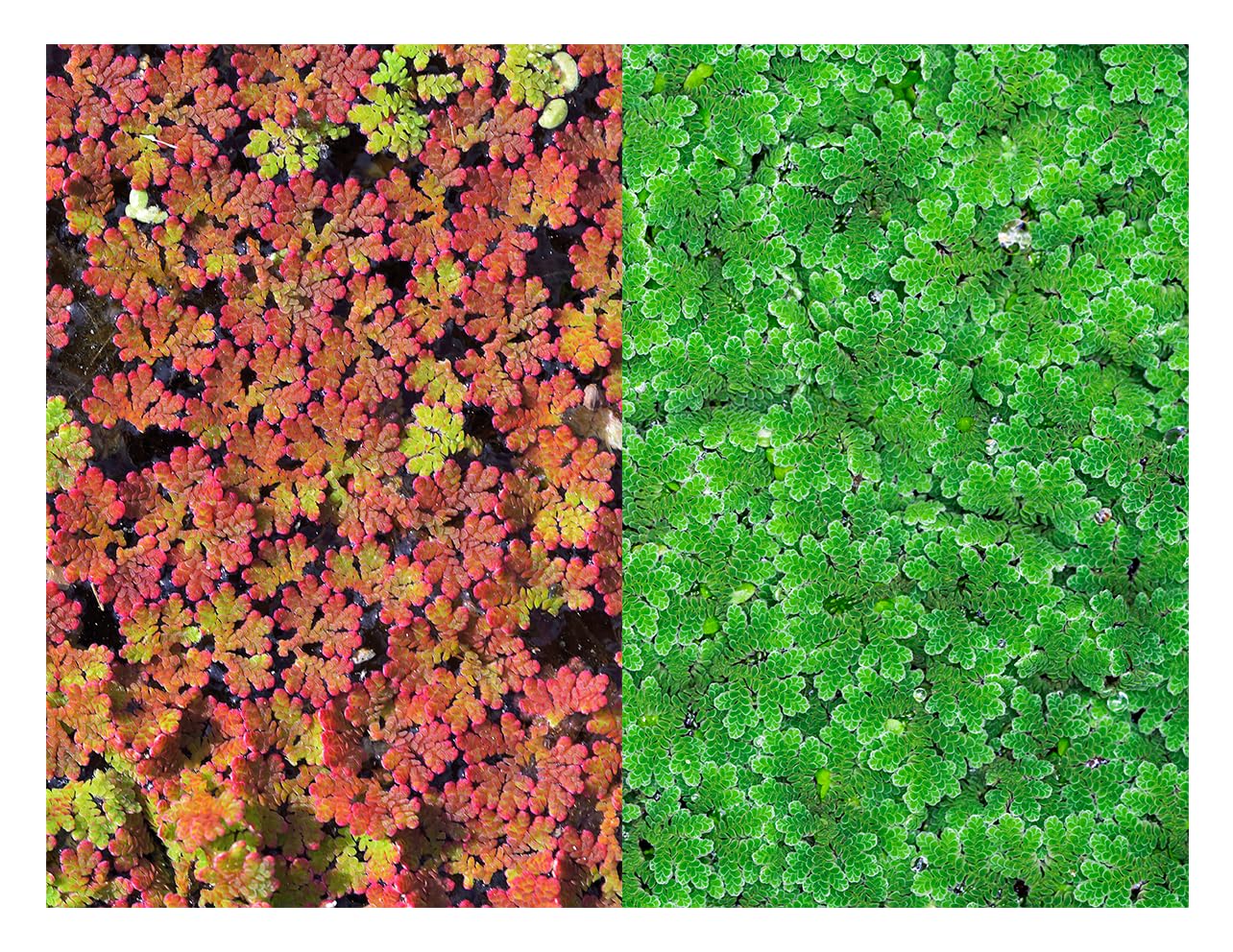 10 Plus Red Root Floater Plants Phyllanthus fluitans Floating Pond Plant Live Aquarium Floating Plants Create Shade and Hiding for Your Fish and Other inhabitants