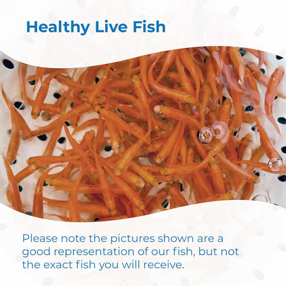 Toledo Goldfish Rosie Red Minnows - Versatile Live Fish Perfect for Aquariums or as Feeder Fish for Ponds - 0.5 - 1.5 Inches, 100 Count - Buy The Sea Aquatics