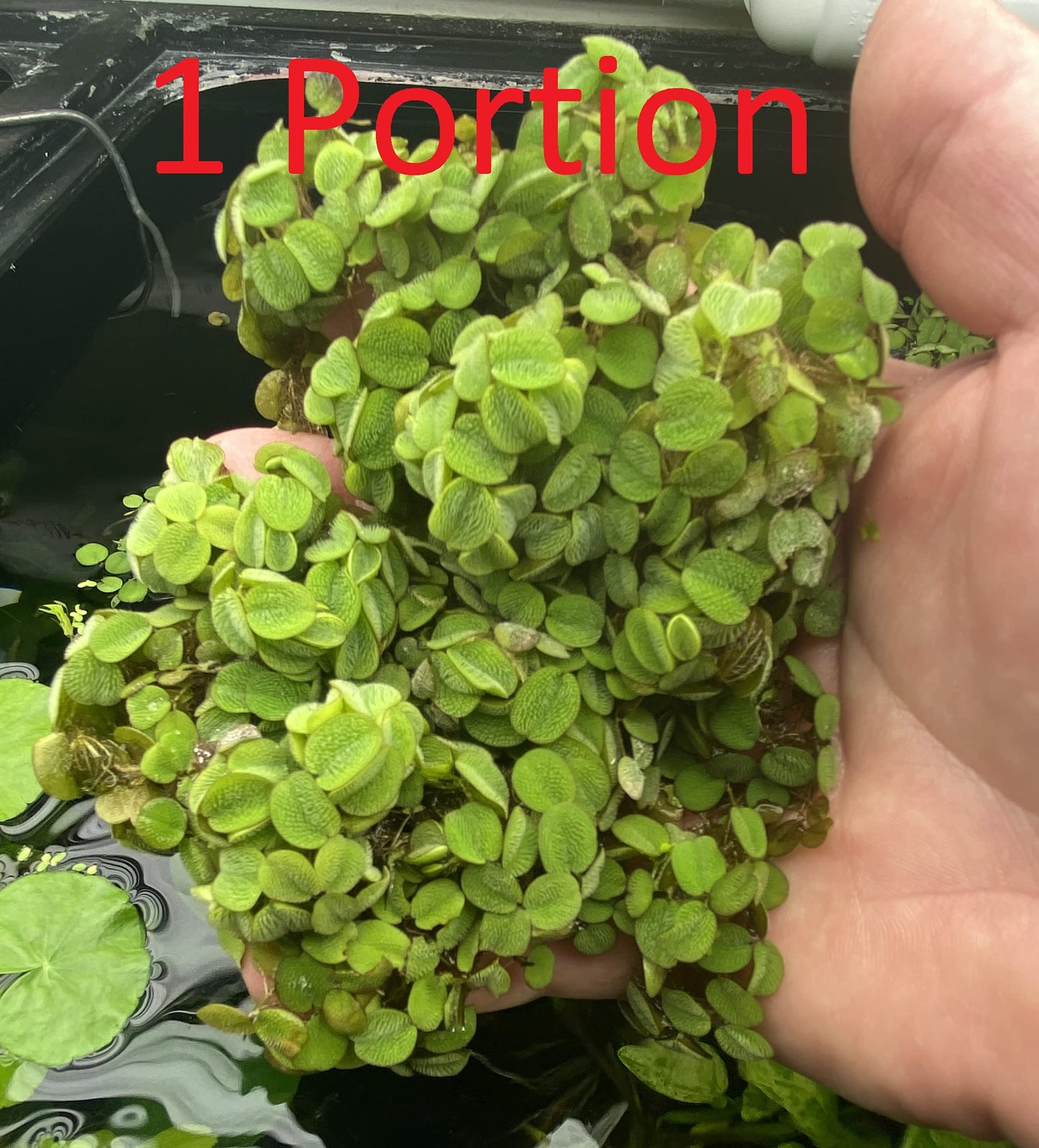 10 Plus Red Root Floater Plants Phyllanthus fluitans Floating Pond Plant Live Aquarium Floating Plants Create Shade and Hiding for Your Fish and Other inhabitants