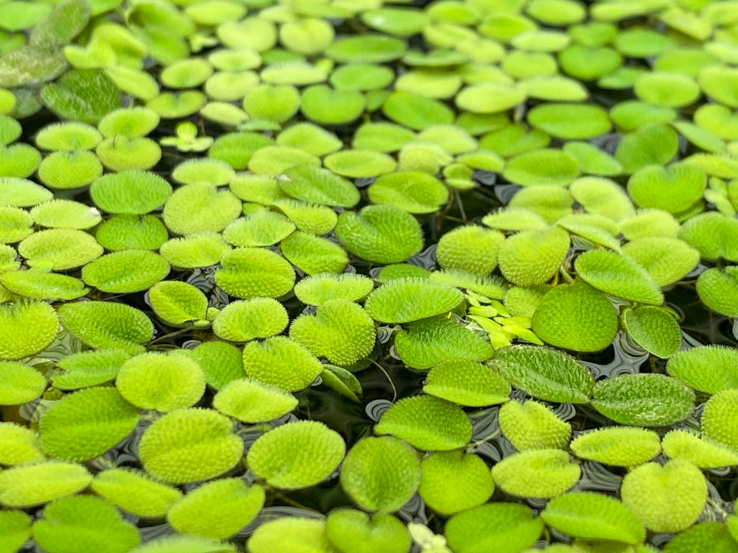 10 Plus Red Root Floater Plants Phyllanthus fluitans Floating Pond Plant Live Aquarium Floating Plants Create Shade and Hiding for Your Fish and Other inhabitants