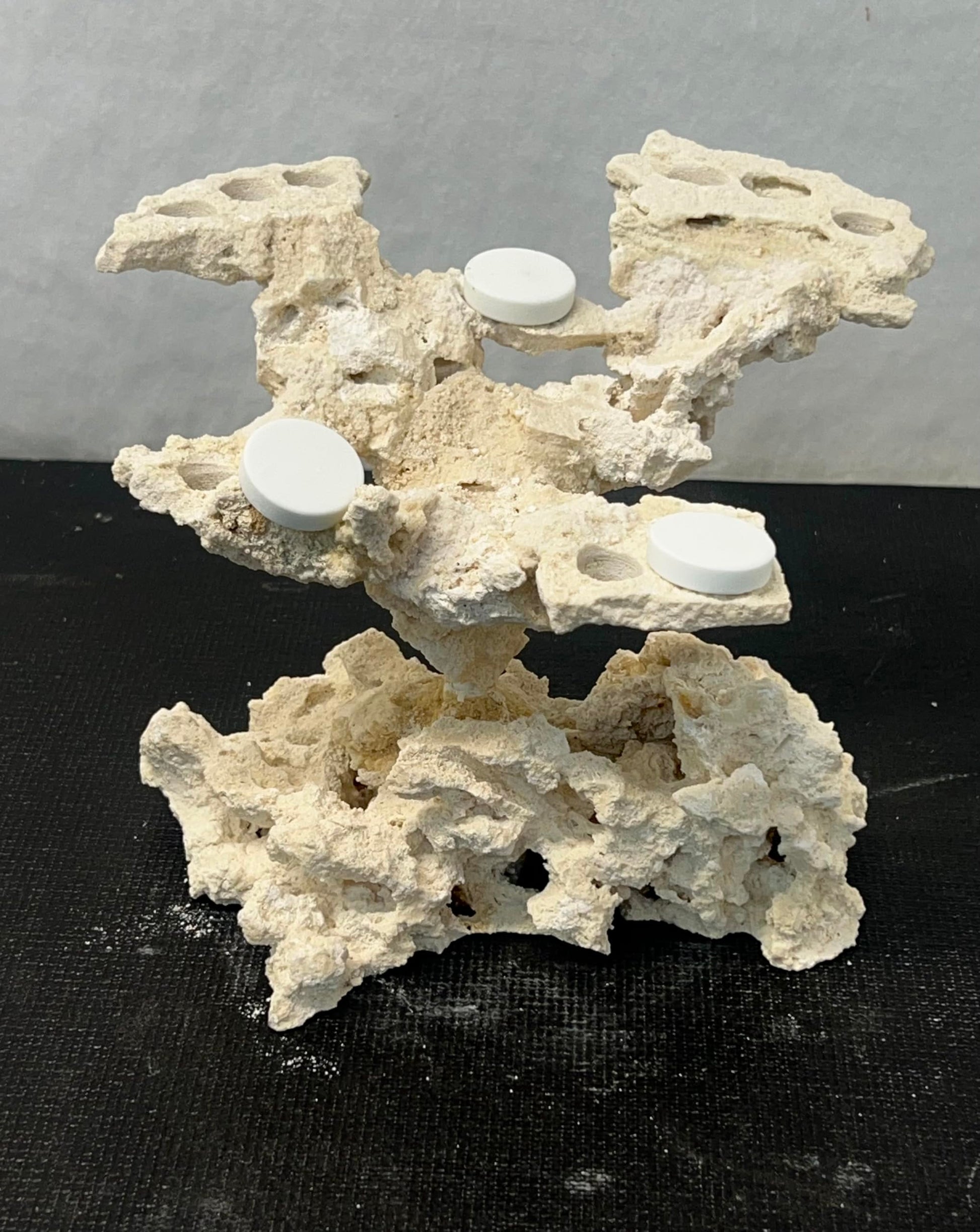 Coral Plug Holder, Natural Rock Frag Coral Growth (Natural White, Medium) - Buy The Sea Aquatics