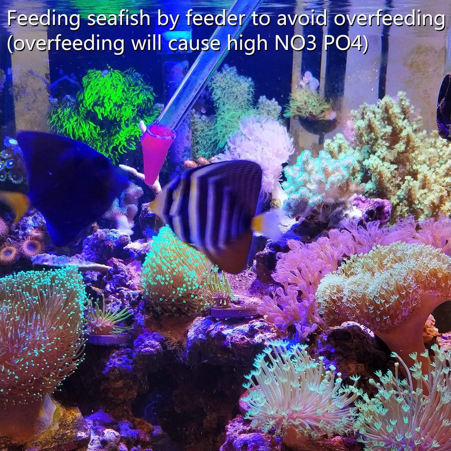 31.5Inch Long Corals Grabber,reefs Feeders,Aquarium Veggie Feedting Tool,Aquarium Food Clip Feeding(Long Reef Grabber and Coral Feeder Kits(Anti-Rust)