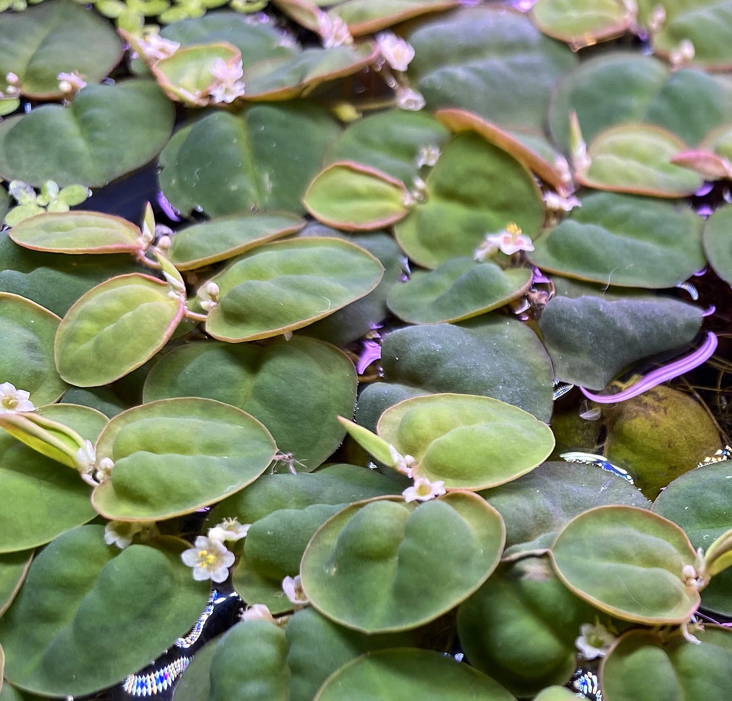 10 Plus Red Root Floater Plants Phyllanthus fluitans Floating Pond Plant Live Aquarium Floating Plants Create Shade and Hiding for Your Fish and Other inhabitants