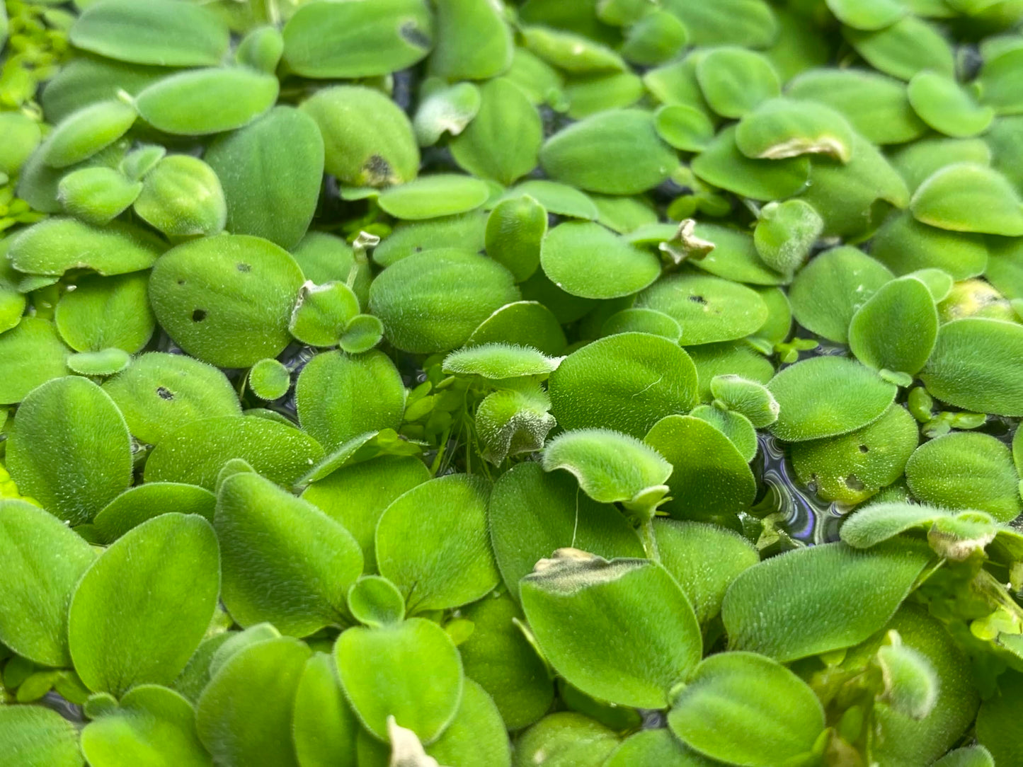 10 Plus Red Root Floater Plants Phyllanthus fluitans Floating Pond Plant Live Aquarium Floating Plants Create Shade and Hiding for Your Fish and Other inhabitants