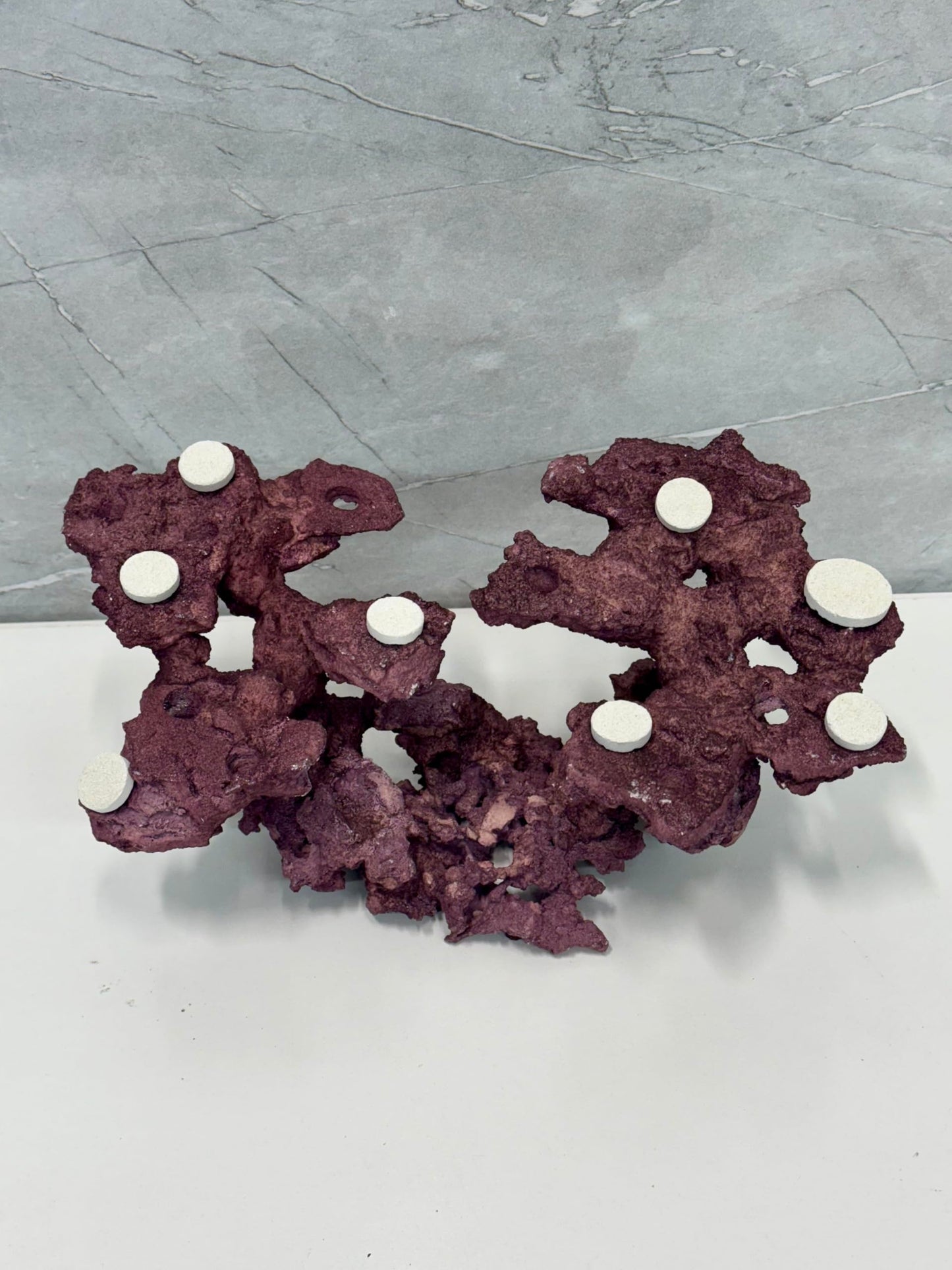 Coral Plug Holder, Natural Rock Frag Coral Growth (Natural White, Medium) - Buy The Sea Aquatics