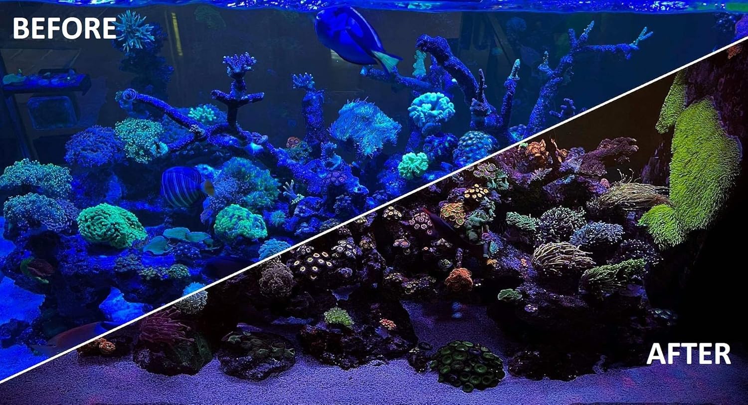 UV Coral Viewing Glasses - Buy The Sea Aquatics