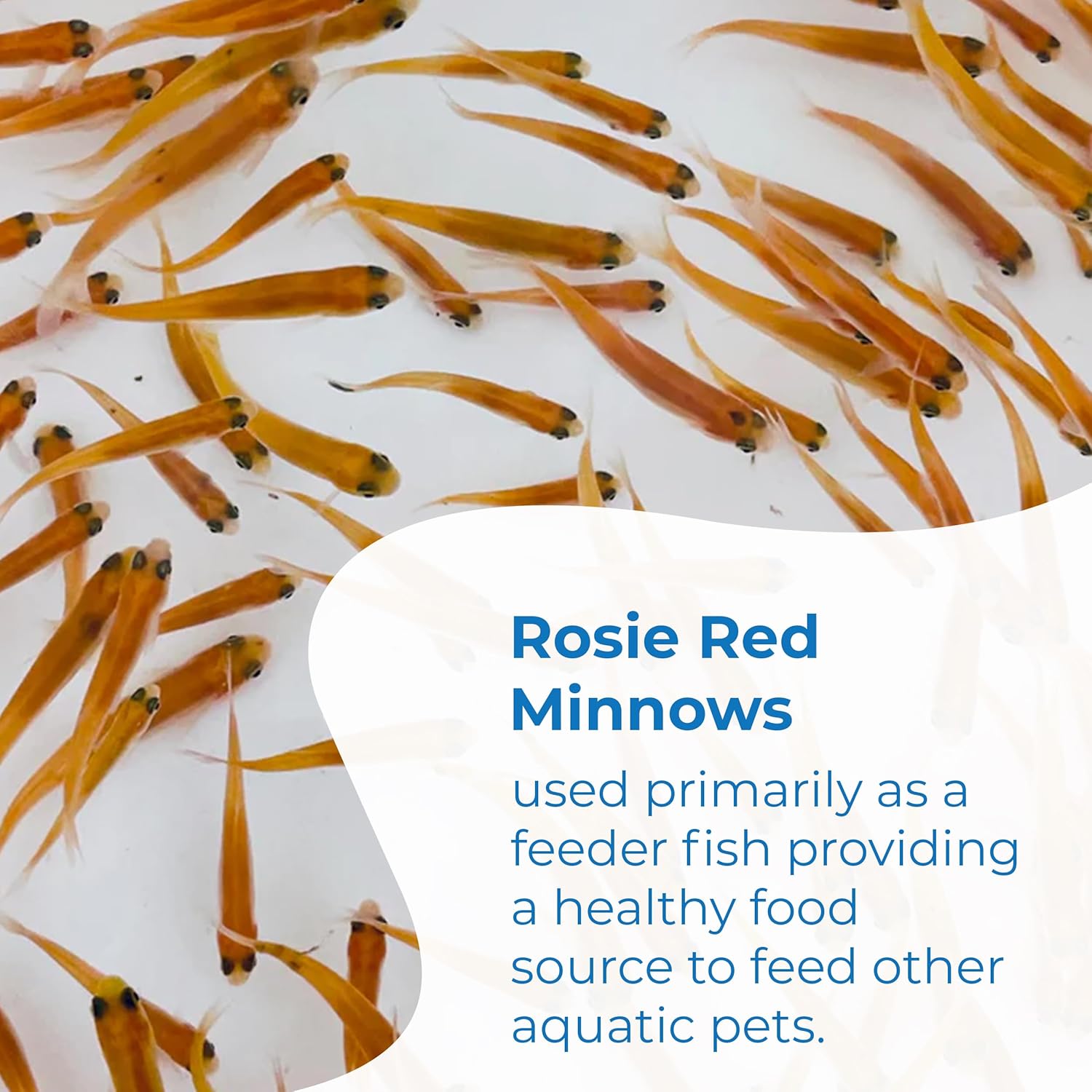Toledo Goldfish Rosie Red Minnows - Versatile Live Fish Perfect for Aquariums or as Feeder Fish for Ponds - 0.5 - 1.5 Inches, 100 Count - Buy The Sea Aquatics