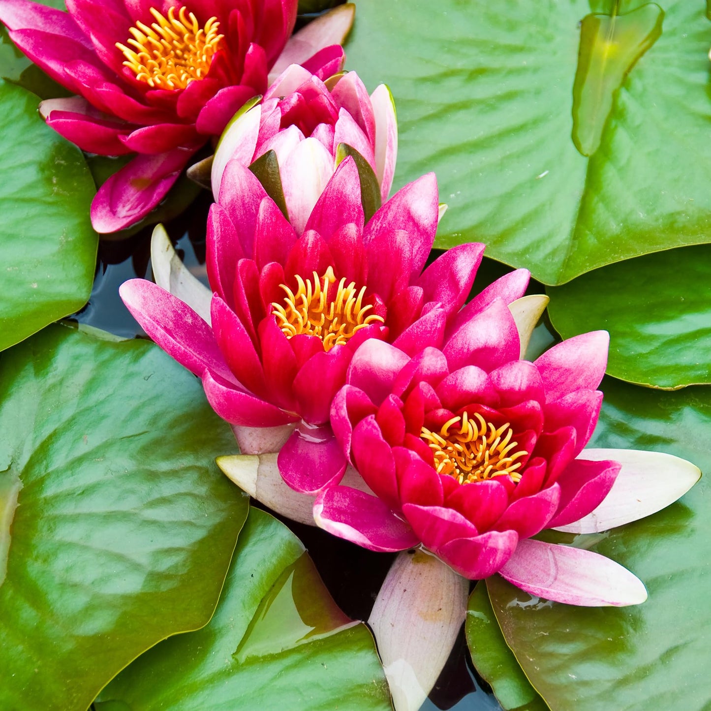 10 Plus Red Root Floater Plants Phyllanthus fluitans Floating Pond Plant Live Aquarium Floating Plants Create Shade and Hiding for Your Fish and Other inhabitants