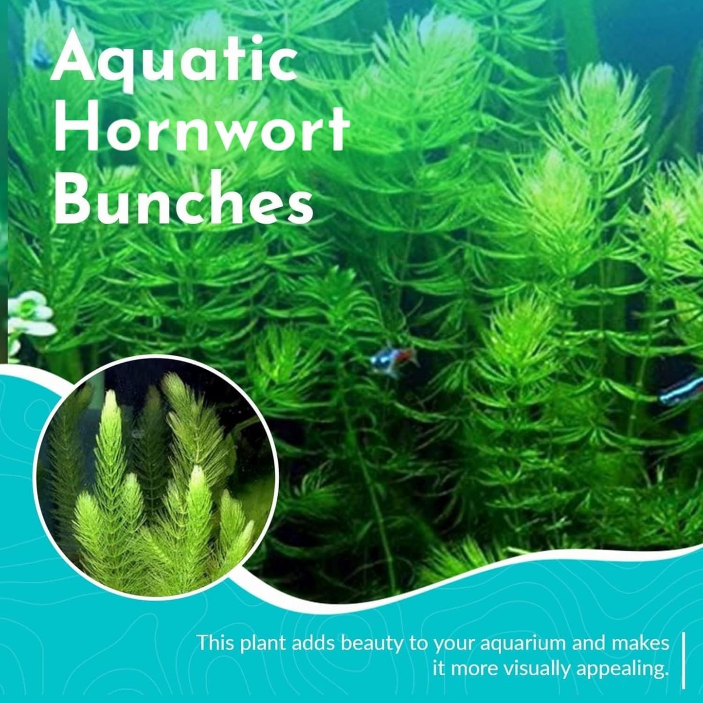 Live Fish Aquarium Plants - Hornwort Coontail - Floating or Rooted, Excellent Oxygenator, Perfect for Ponds or Aquariums, Great for Baby Fish, Guppy Grass Substitute