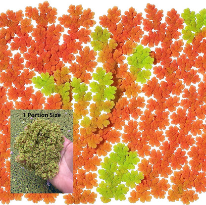 10 Plus Red Root Floater Plants Phyllanthus fluitans Floating Pond Plant Live Aquarium Floating Plants Create Shade and Hiding for Your Fish and Other inhabitants