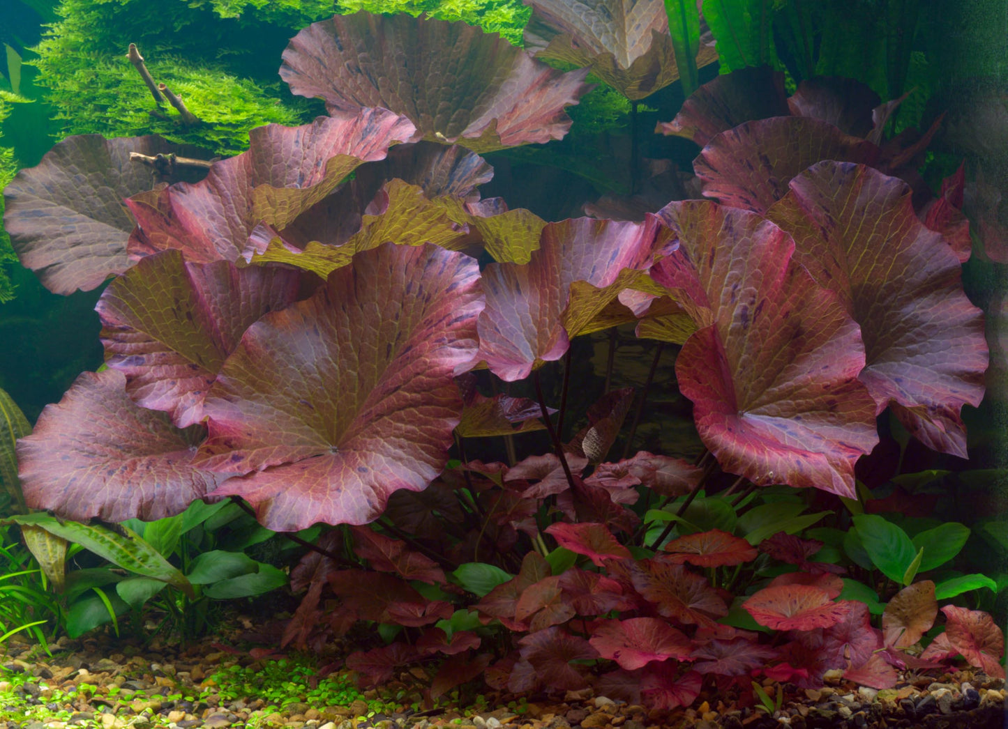 10 Plus Red Root Floater Plants Phyllanthus fluitans Floating Pond Plant Live Aquarium Floating Plants Create Shade and Hiding for Your Fish and Other inhabitants