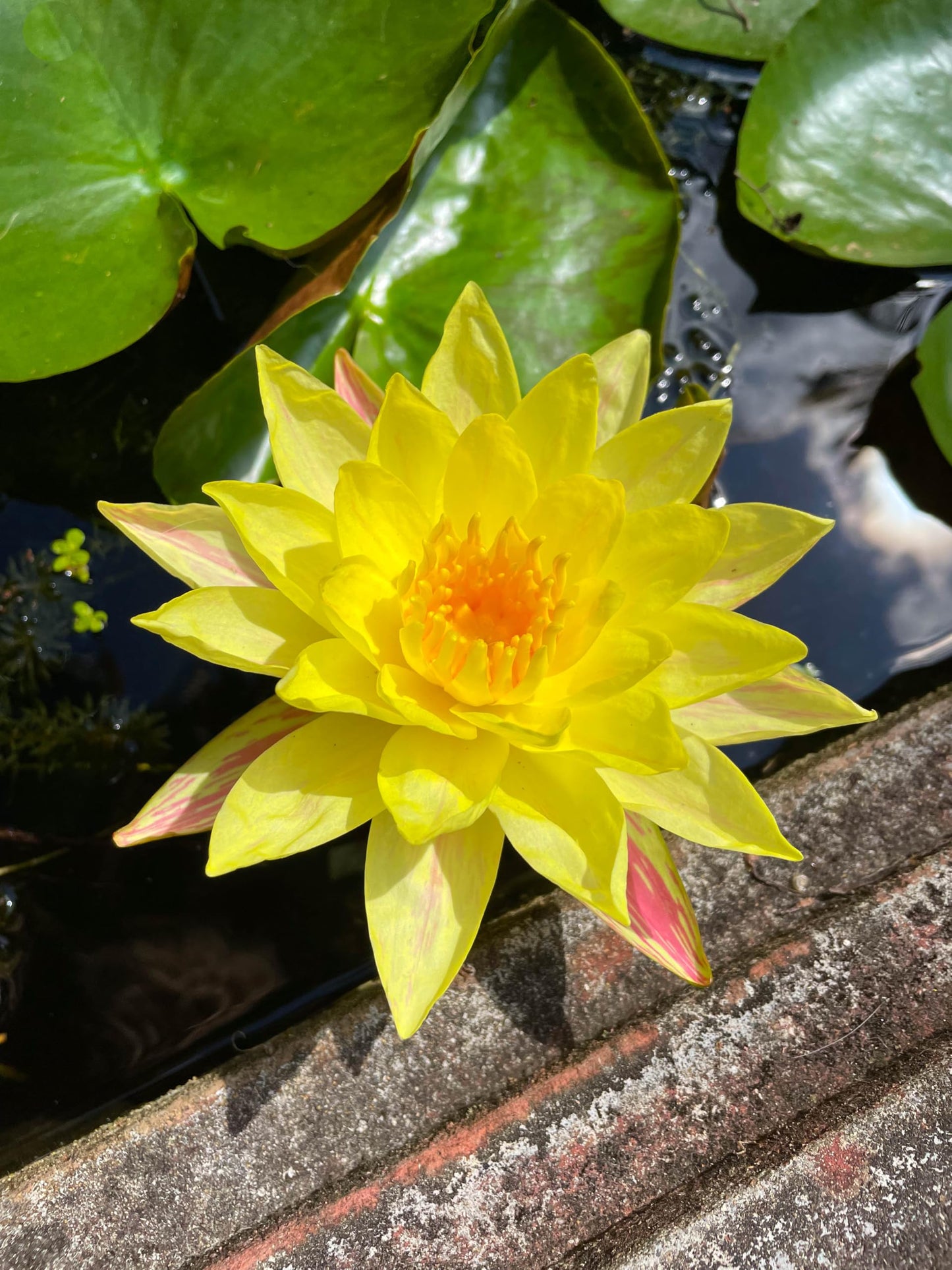 10 Plus Red Root Floater Plants Phyllanthus fluitans Floating Pond Plant Live Aquarium Floating Plants Create Shade and Hiding for Your Fish and Other inhabitants