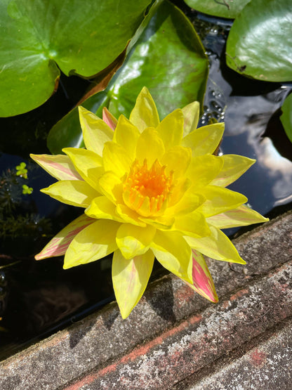 10 Plus Red Root Floater Plants Phyllanthus fluitans Floating Pond Plant Live Aquarium Floating Plants Create Shade and Hiding for Your Fish and Other inhabitants