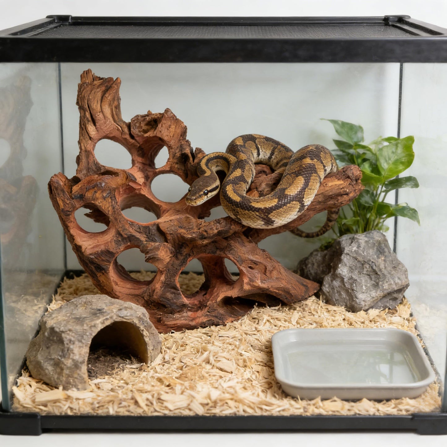emours Porous Natural Driftwood for Aquarium, Aquascaping Driftwood with Holes, Hand-Selected Tunnels & Hideouts, Aquascaping Hardscape, Terrarium Reptile Décor, No Paint or Resin (12-16" (30-40 cm))