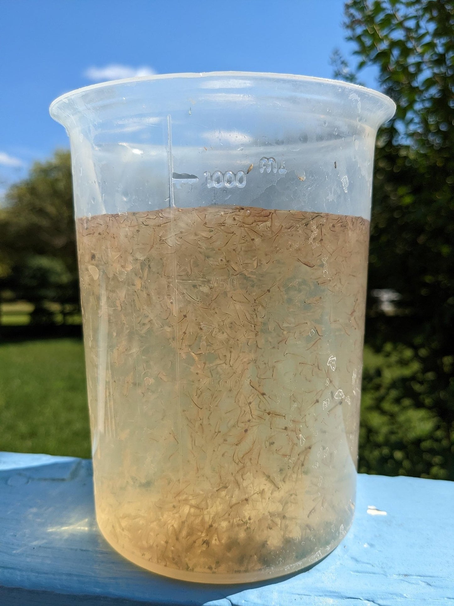 Live Brine Shrimp by Demeter Bio, 12.5g Mixed Size brine Shrimp Shipped in 32oz of Liquid - Arrive Alive Guarantee - Buy The Sea Aquatics