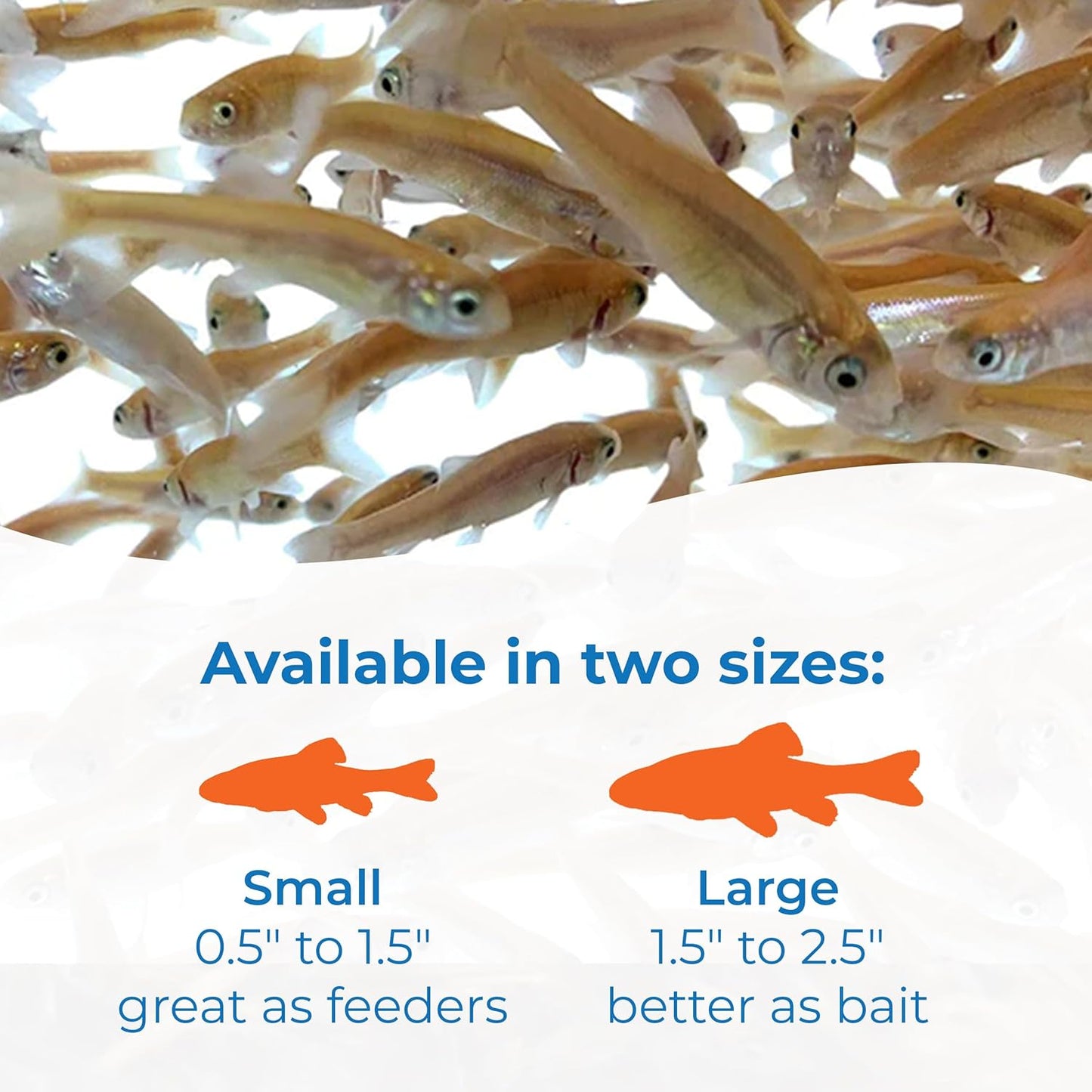 Toledo Goldfish Rosie Red Minnows - Versatile Live Fish Perfect for Aquariums or as Feeder Fish for Ponds - 0.5 - 1.5 Inches, 100 Count - Buy The Sea Aquatics