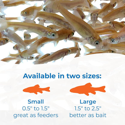 Toledo Goldfish Rosie Red Minnows - Versatile Live Fish Perfect for Aquariums or as Feeder Fish for Ponds - 0.5 - 1.5 Inches, 100 Count - Buy The Sea Aquatics