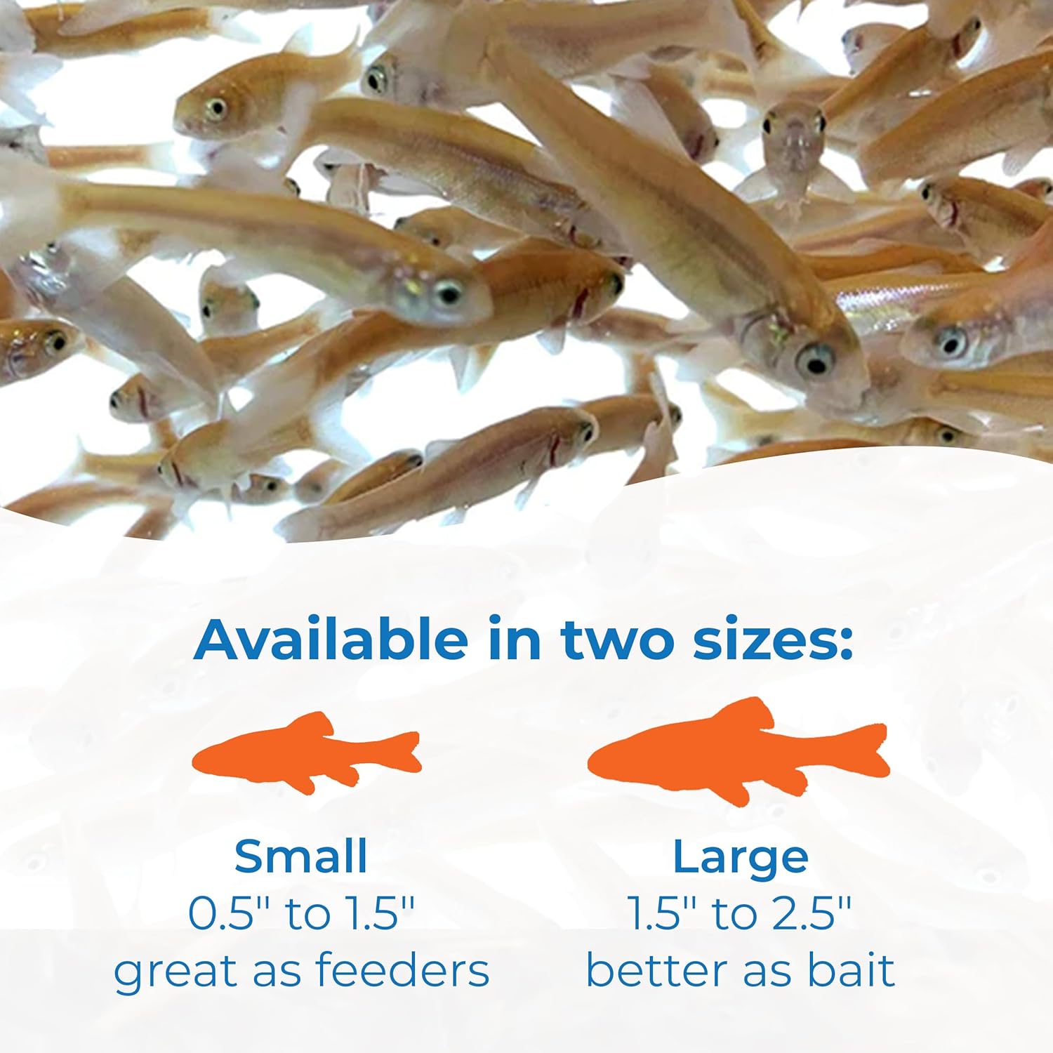 Toledo Goldfish Rosie Red Minnows - Versatile Live Fish Perfect for Aquariums or as Feeder Fish for Ponds - 0.5 - 1.5 Inches, 100 Count - Buy The Sea Aquatics