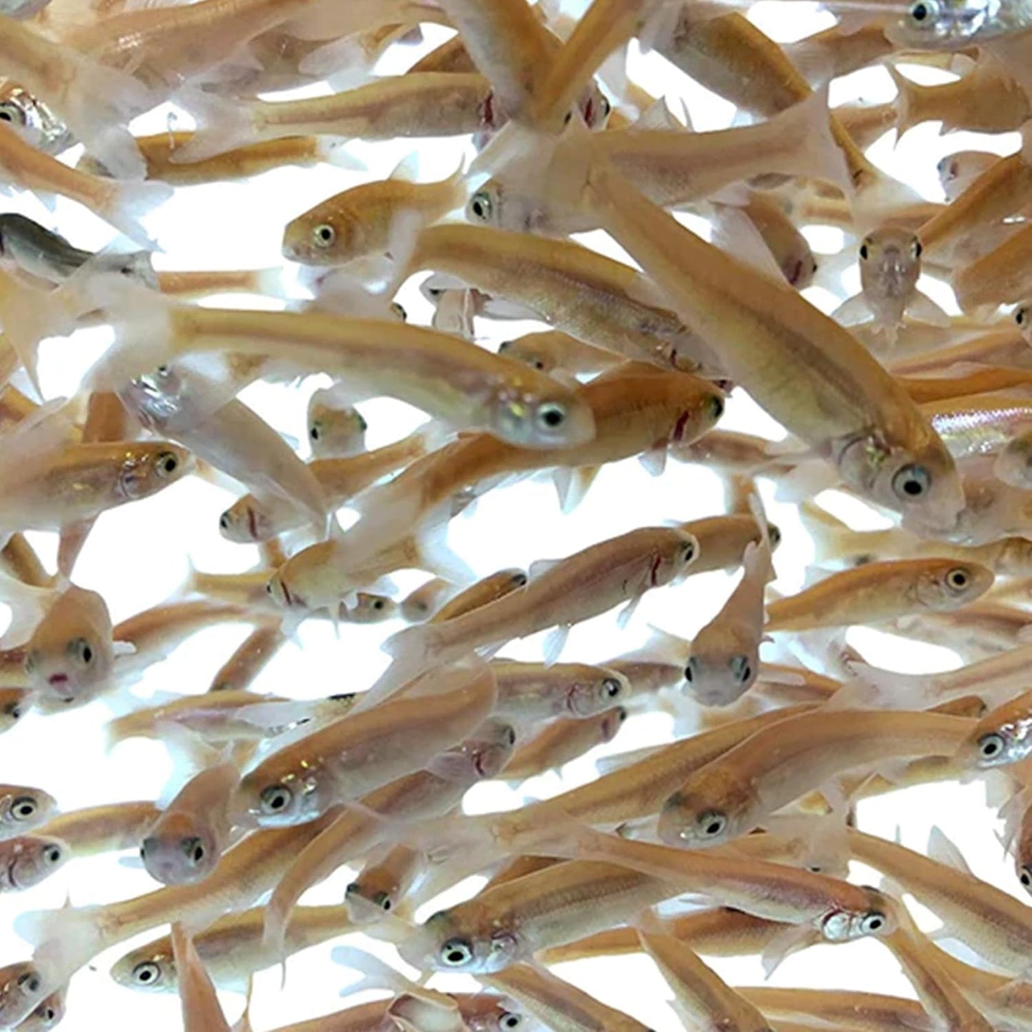 Toledo Goldfish Rosie Red Minnows - Versatile Live Fish Perfect for Aquariums or as Feeder Fish for Ponds - 0.5 - 1.5 Inches, 100 Count - Buy The Sea Aquatics