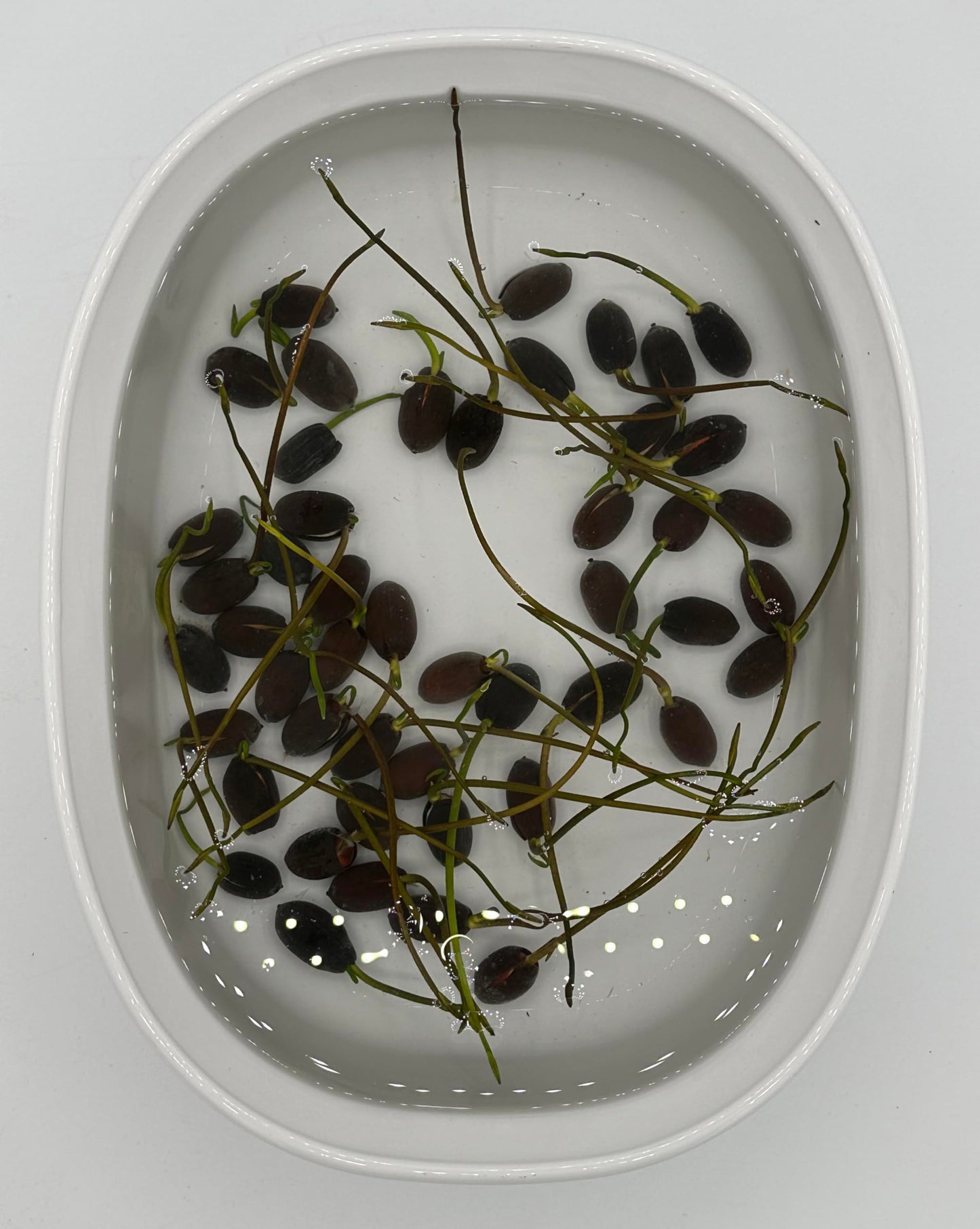 10 Plus Red Root Floater Plants Phyllanthus fluitans Floating Pond Plant Live Aquarium Floating Plants Create Shade and Hiding for Your Fish and Other inhabitants