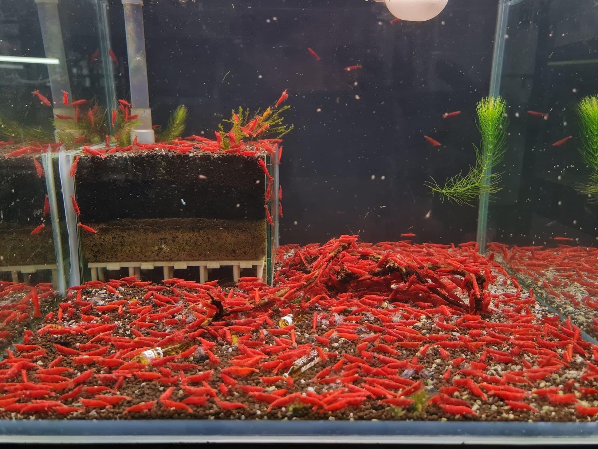 Las Vegas Exotic Fish™ 20 High Grade Fire Red Cherry Shrimps Neocaridina Live Freshwater Shrimp Aquarium Inverts (Live Guarantee or Replacemnt is free) FREE PLANT! - Buy The Sea Aquatics
