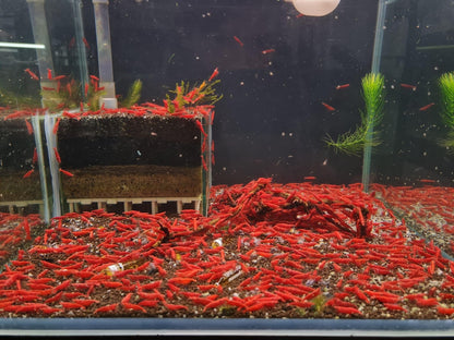 Las Vegas Exotic Fish™ 20 High Grade Fire Red Cherry Shrimps Neocaridina Live Freshwater Shrimp Aquarium Inverts (Live Guarantee or Replacemnt is free) FREE PLANT! - Buy The Sea Aquatics