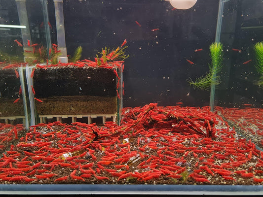 Las Vegas Exotic Fish™ 20 High Grade Fire Red Cherry Shrimps Neocaridina Live Freshwater Shrimp Aquarium Inverts (Live Guarantee or Replacemnt is free) FREE PLANT! - Buy The Sea Aquatics