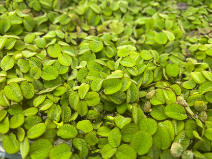 10 Plus Red Root Floater Plants Phyllanthus fluitans Floating Pond Plant Live Aquarium Floating Plants Create Shade and Hiding for Your Fish and Other inhabitants