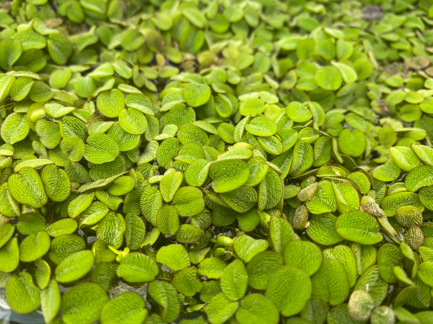 10 Plus Red Root Floater Plants Phyllanthus fluitans Floating Pond Plant Live Aquarium Floating Plants Create Shade and Hiding for Your Fish and Other inhabitants