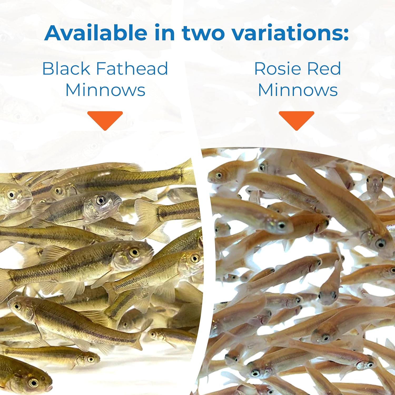 Toledo Goldfish Rosie Red Minnows - Versatile Live Fish Perfect for Aquariums or as Feeder Fish for Ponds - 0.5 - 1.5 Inches, 100 Count - Buy The Sea Aquatics