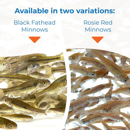 Toledo Goldfish Rosie Red Minnows - Versatile Live Fish Perfect for Aquariums or as Feeder Fish for Ponds - 0.5 - 1.5 Inches, 100 Count - Buy The Sea Aquatics