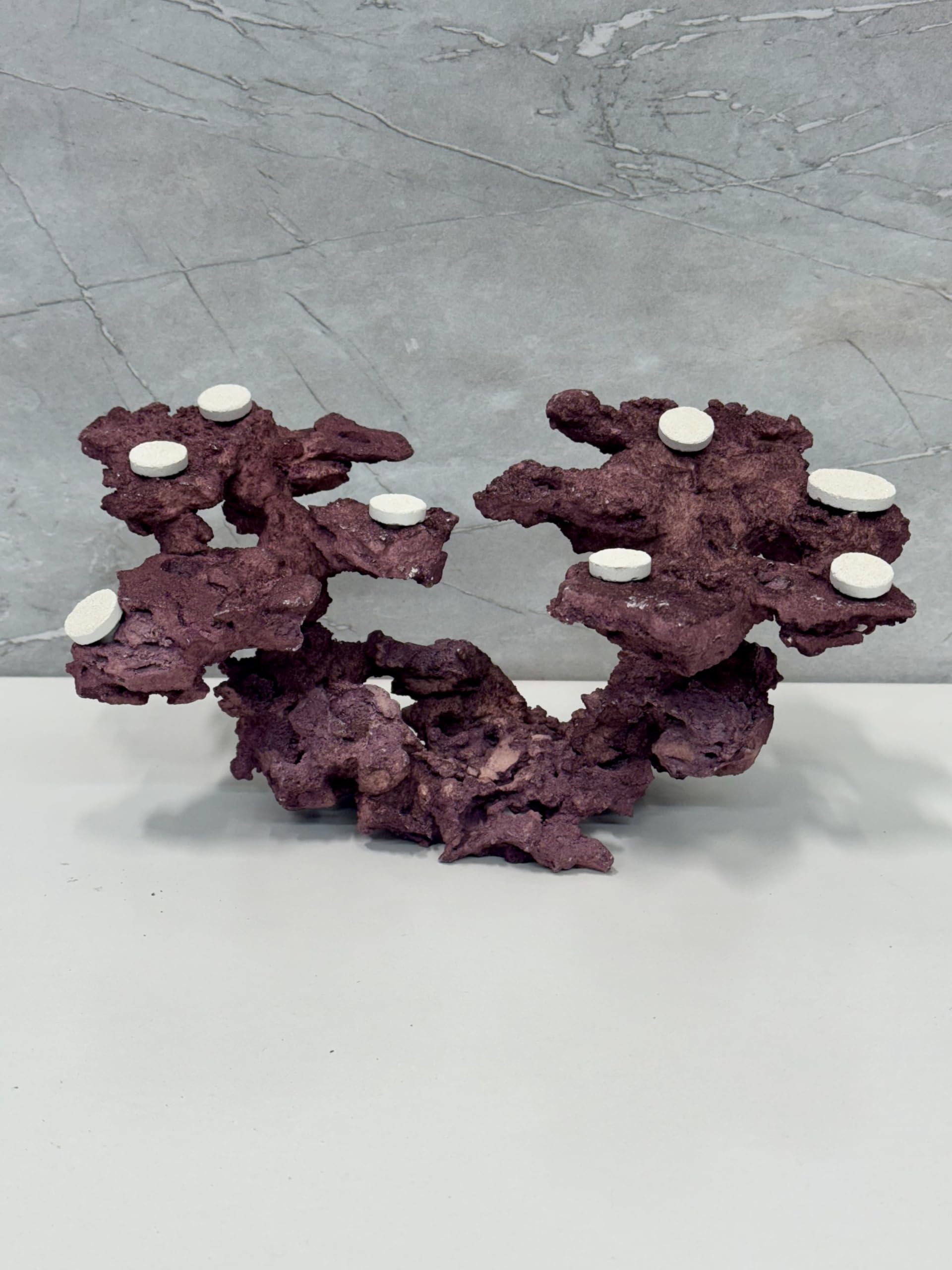 Coral Plug Holder, Natural Rock Frag Coral Growth (Natural White, Medium) - Buy The Sea Aquatics
