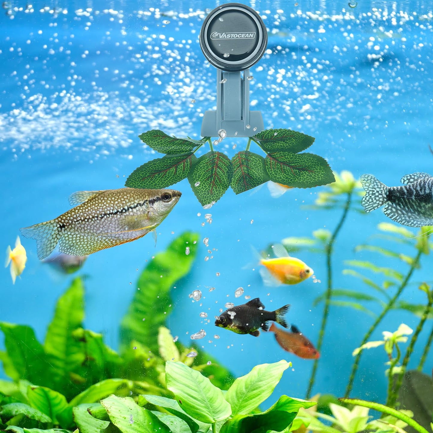 Blulu 1 Pcs Magnetic Seaweed Feeding Clips Saltwater Aquarium Tank Accessories Algae Magnet Seaweed Feeder for Fish and Aquatic Pets, Automatic Fish Feeder - Buy The Sea Aquatics