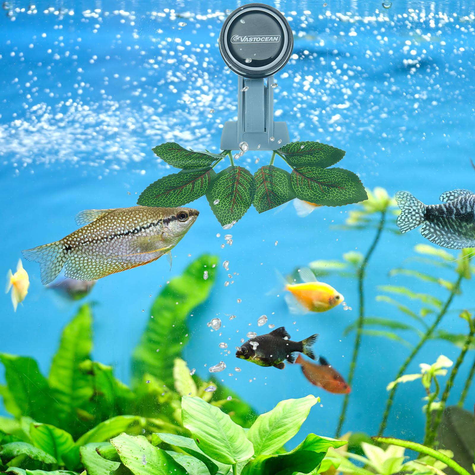 Blulu 1 Pcs Magnetic Seaweed Feeding Clips Saltwater Aquarium Tank Accessories Algae Magnet Seaweed Feeder for Fish and Aquatic Pets, Automatic Fish Feeder - Buy The Sea Aquatics