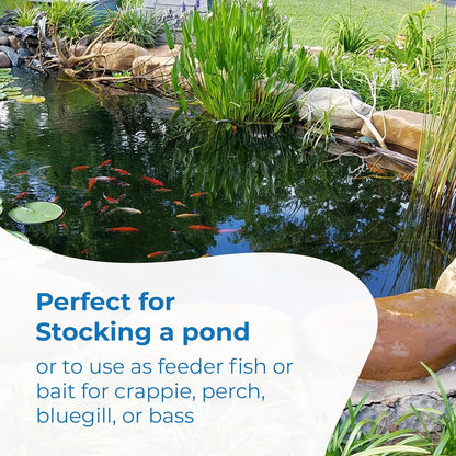 Toledo Goldfish Rosie Red Minnows - Versatile Live Fish Perfect for Aquariums or as Feeder Fish for Ponds - 0.5 - 1.5 Inches, 100 Count - Buy The Sea Aquatics