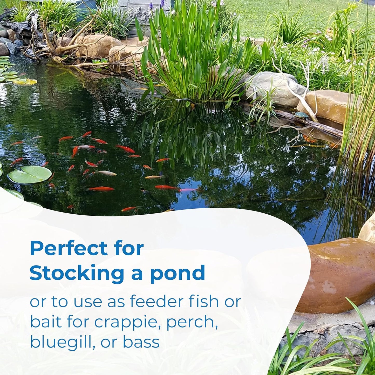 Toledo Goldfish Rosie Red Minnows - Versatile Live Fish Perfect for Aquariums or as Feeder Fish for Ponds - 0.5 - 1.5 Inches, 100 Count - Buy The Sea Aquatics