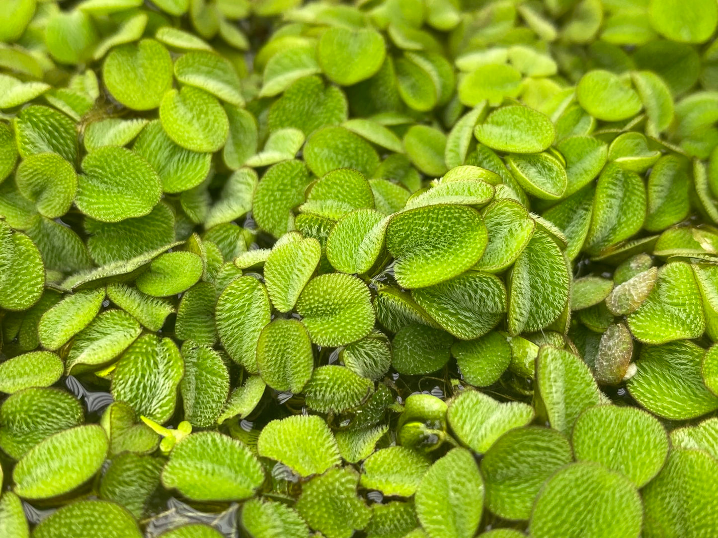 10 Plus Red Root Floater Plants Phyllanthus fluitans Floating Pond Plant Live Aquarium Floating Plants Create Shade and Hiding for Your Fish and Other inhabitants