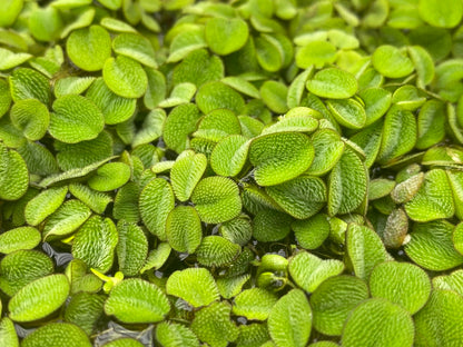 10 Plus Red Root Floater Plants Phyllanthus fluitans Floating Pond Plant Live Aquarium Floating Plants Create Shade and Hiding for Your Fish and Other inhabitants