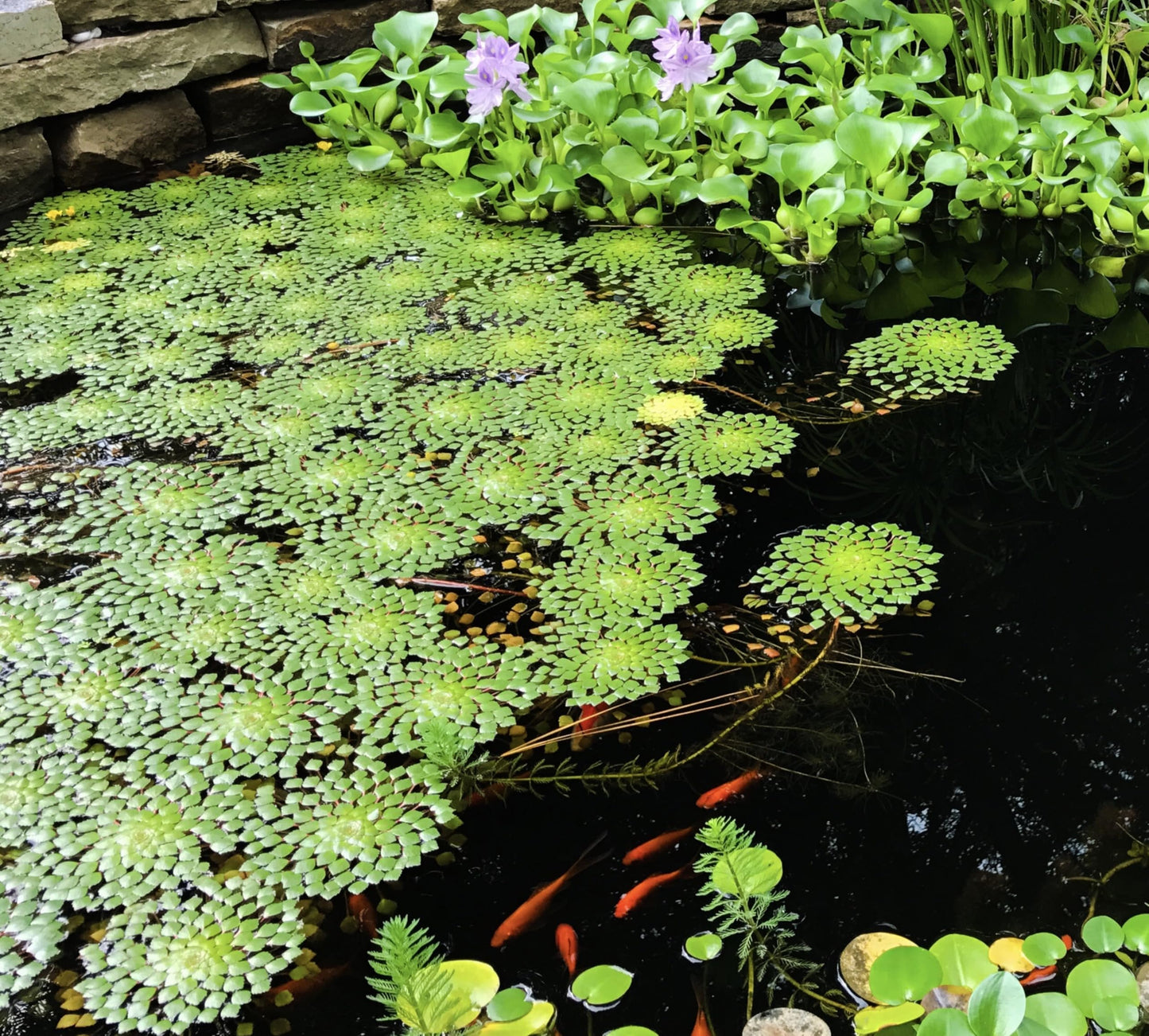 10 Plus Red Root Floater Plants Phyllanthus fluitans Floating Pond Plant Live Aquarium Floating Plants Create Shade and Hiding for Your Fish and Other inhabitants