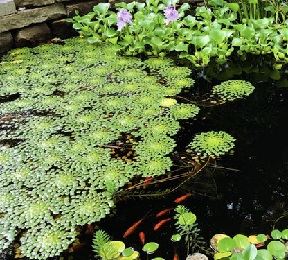 10 Plus Red Root Floater Plants Phyllanthus fluitans Floating Pond Plant Live Aquarium Floating Plants Create Shade and Hiding for Your Fish and Other inhabitants