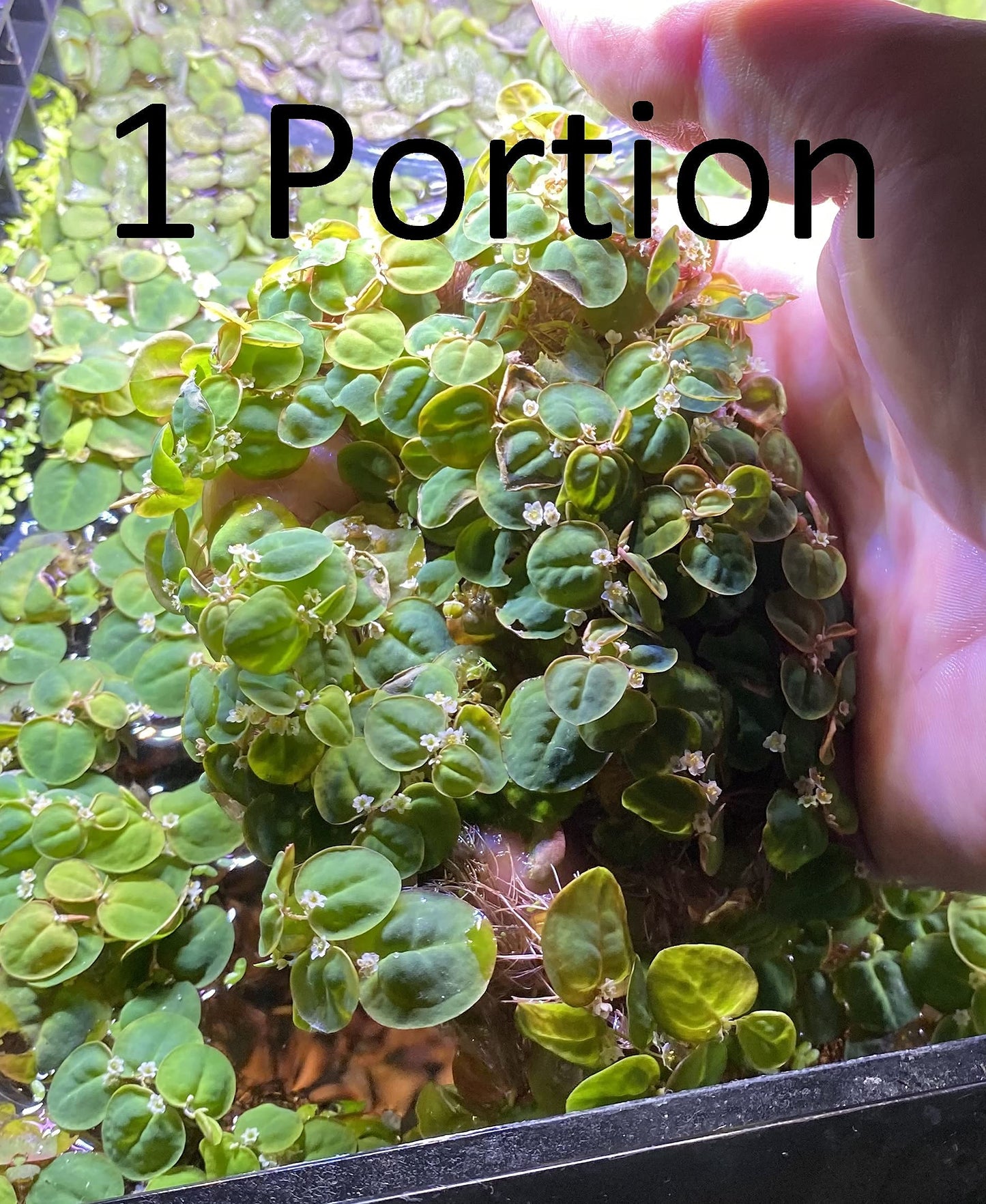 10 Plus Red Root Floater Plants Phyllanthus fluitans Floating Pond Plant Live Aquarium Floating Plants Create Shade and Hiding for Your Fish and Other inhabitants