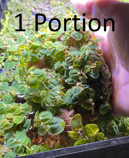 10 Plus Red Root Floater Plants Phyllanthus fluitans Floating Pond Plant Live Aquarium Floating Plants Create Shade and Hiding for Your Fish and Other inhabitants