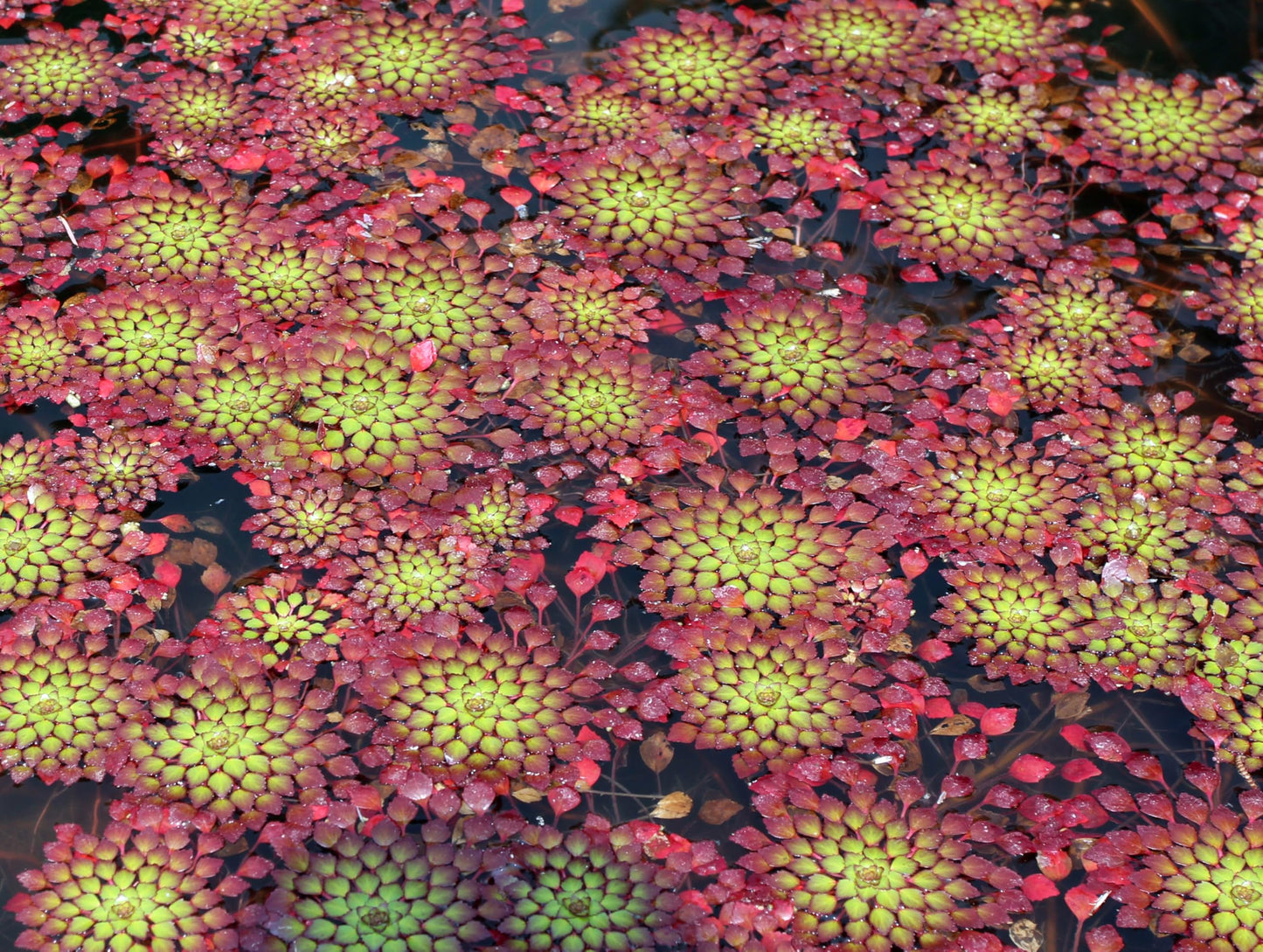 10 Plus Red Root Floater Plants Phyllanthus fluitans Floating Pond Plant Live Aquarium Floating Plants Create Shade and Hiding for Your Fish and Other inhabitants