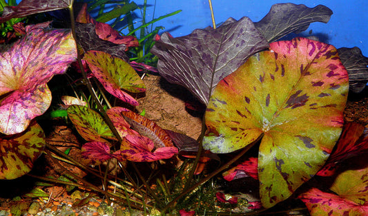 10 Plus Red Root Floater Plants Phyllanthus fluitans Floating Pond Plant Live Aquarium Floating Plants Create Shade and Hiding for Your Fish and Other inhabitants