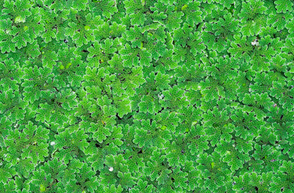 10 Plus Red Root Floater Plants Phyllanthus fluitans Floating Pond Plant Live Aquarium Floating Plants Create Shade and Hiding for Your Fish and Other inhabitants