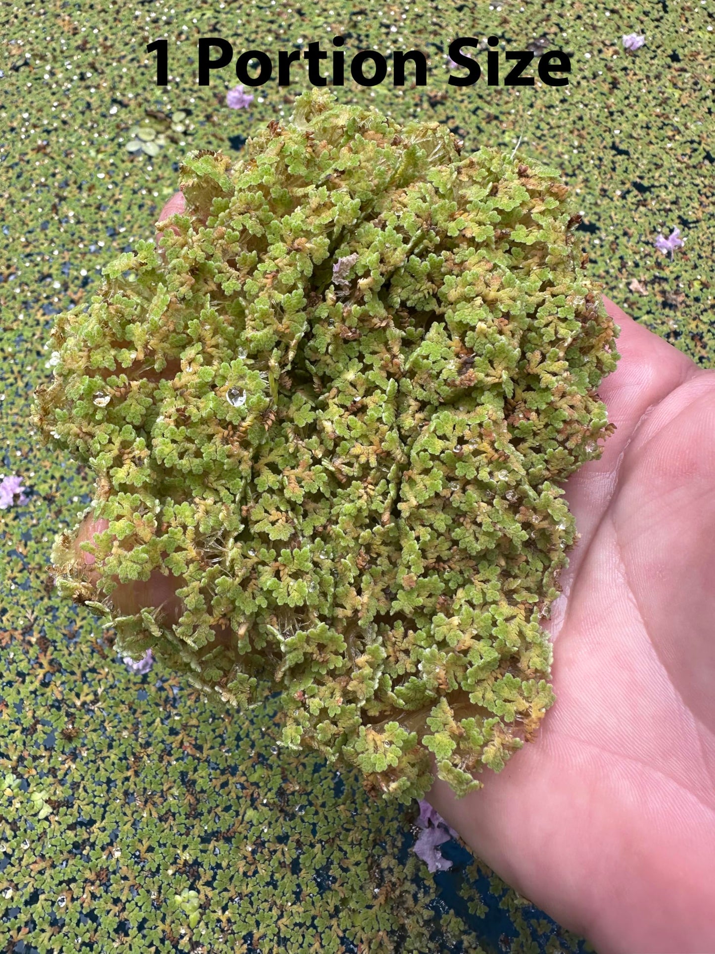 10 Plus Red Root Floater Plants Phyllanthus fluitans Floating Pond Plant Live Aquarium Floating Plants Create Shade and Hiding for Your Fish and Other inhabitants