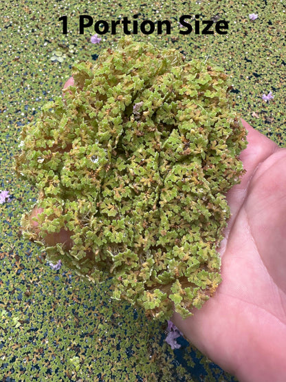 10 Plus Red Root Floater Plants Phyllanthus fluitans Floating Pond Plant Live Aquarium Floating Plants Create Shade and Hiding for Your Fish and Other inhabitants