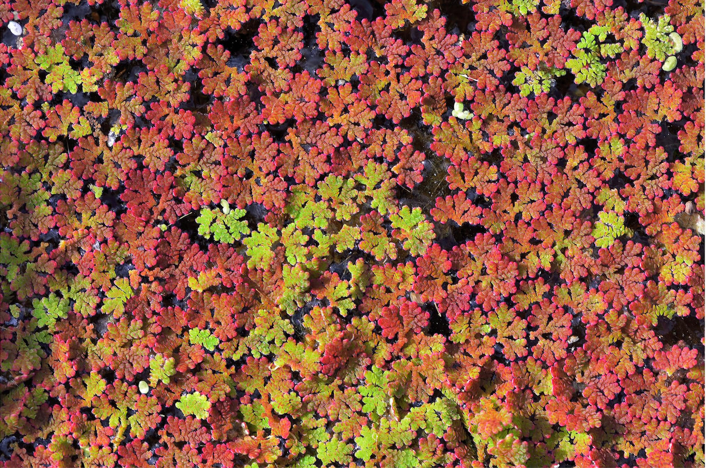 10 Plus Red Root Floater Plants Phyllanthus fluitans Floating Pond Plant Live Aquarium Floating Plants Create Shade and Hiding for Your Fish and Other inhabitants