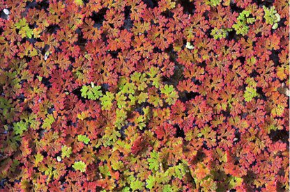 10 Plus Red Root Floater Plants Phyllanthus fluitans Floating Pond Plant Live Aquarium Floating Plants Create Shade and Hiding for Your Fish and Other inhabitants