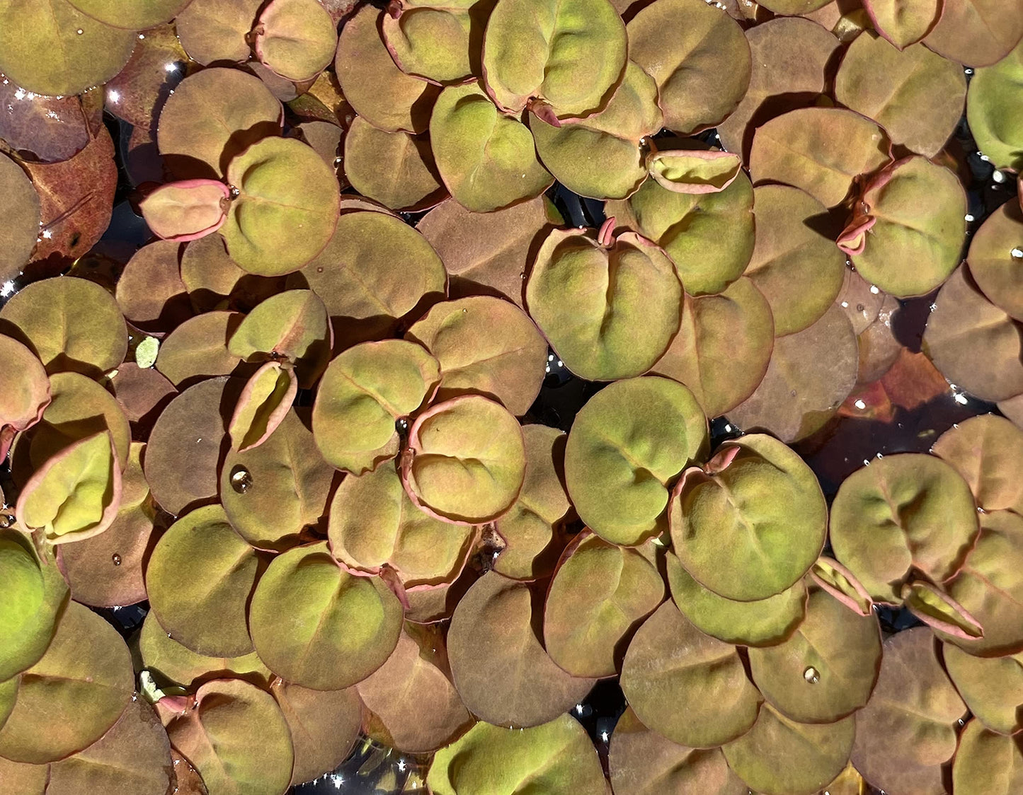 10 Plus Red Root Floater Plants Phyllanthus fluitans Floating Pond Plant Live Aquarium Floating Plants Create Shade and Hiding for Your Fish and Other inhabitants